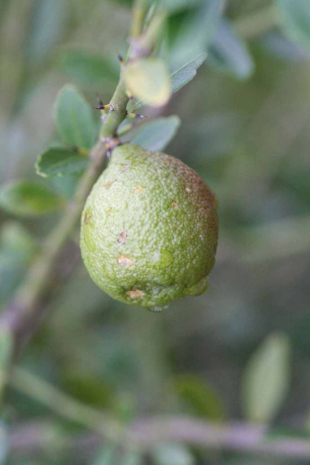            Fruit (Riverside, CA)   